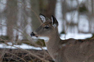 White-taile deer