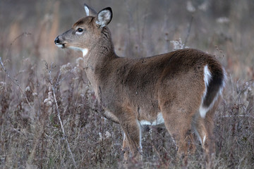 White-tailed deer fawn