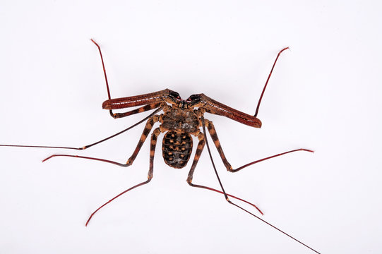 Gei&szlig;elspinne  (Damon medius) - tailless whip scorpion