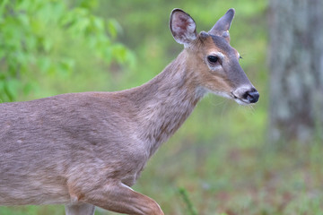Naklejka na ściany i meble Spring white-tailed deer buck. 