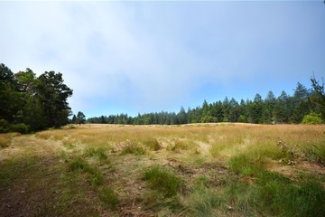 Fototapeta premium Field Landscape