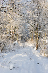 Forest path in Russia