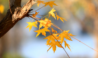 Fototapeta na wymiar Beautiful maple leaves in the fall