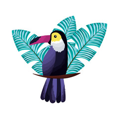 exotic toucan bird leaves tropical