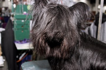 BLACK SKYE TERRIER DOG