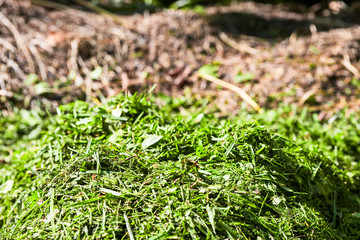 A pile of mown  grass