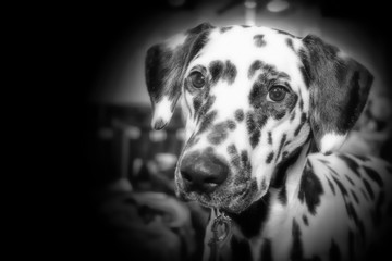 BLACK & WHITE DALMATION DOG