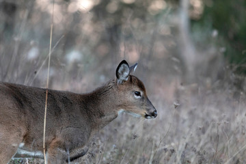 White-tailed deer fawn