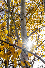 Fototapeta premium Sun Star in Aspen Leaves, WY