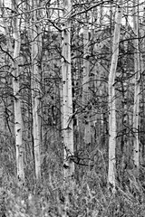 Obraz premium Aspen Grove after the Fall, Wyoming