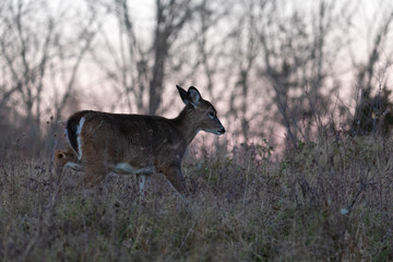 White-tailed deer at sunset