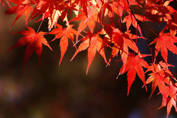 真っ赤な楓の葉
