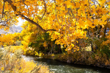 Orange and Yellow, Nevada Leaves