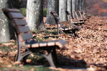 落ち葉に囲まれたベンチ