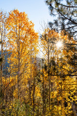 Fototapeta premium Sunstar in Trees, Sierras, CA