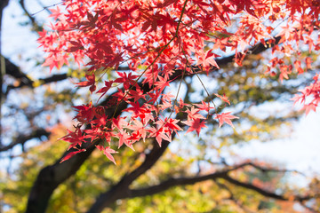 紅葉