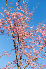 Pink Sakura flower blooming.