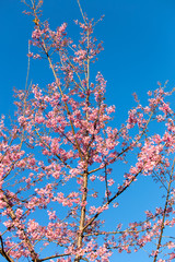Pink Sakura flower blooming.