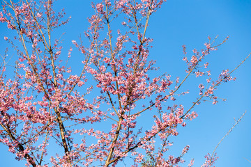 Pink Sakura flower blooming.