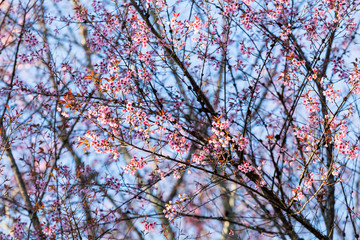 Pink Sakura flower blooming.