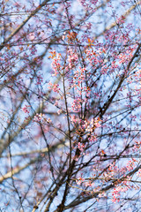 Pink Sakura flower blooming.