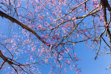 Pink Sakura flower blooming.