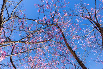 Pink Sakura flower blooming.