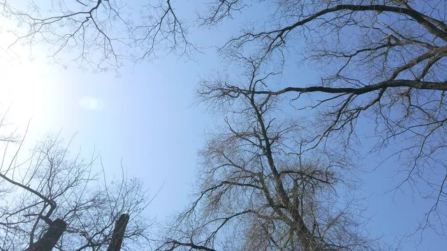 Walking and Looking up at a crones of trees without leaves