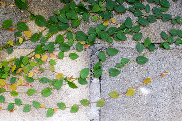 Green creeper on cement wall