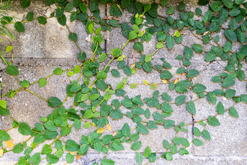 Green creeper on cement wall