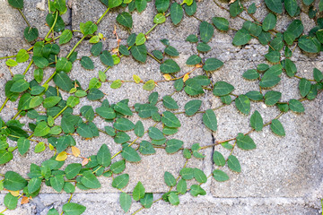 Green creeper on cement wall