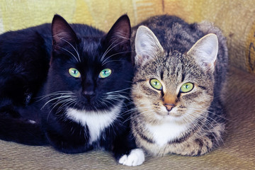 Two cute kitties, black and gray with stripes, with green eyes are lying on the chair and carefully looking forward.