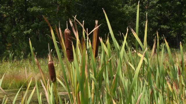 cattails swaying in the breeze in Custer State Park, South Dakota. Camera locked.