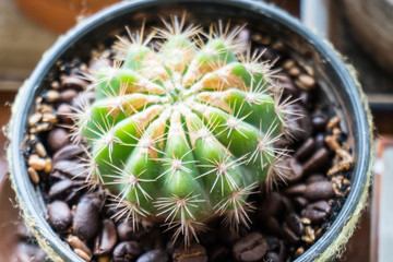 Cactus planted in pots and surrounded by coffee beans