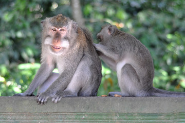 macaque monkey being groom and showing enjoyment 