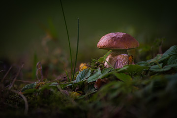 isolated mushrooms in the grass with blurry background and copy space