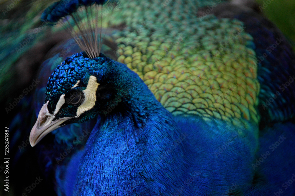 Wall mural sleeping peacock