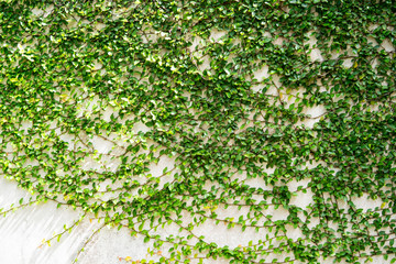 Green creeper on cement wall