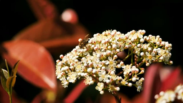 A Pieris' flower