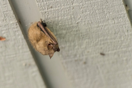 Small bat