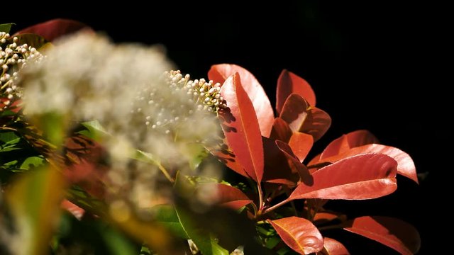 A Pieris' flower