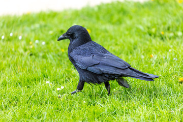 Crow on the grass field
