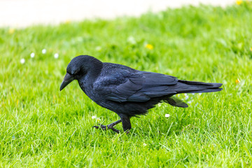 Crow on the grass field