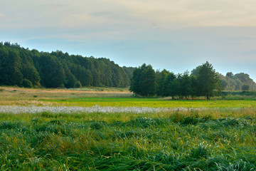 Summer in nature. A bright sunny day on a rustic landscape. Outdoor recreation. Trees and grass in the meadow