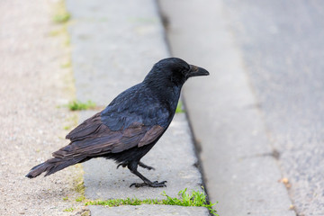 Crow in the city