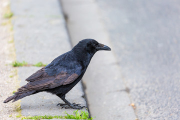 Crow in the city