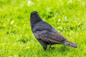 Crow on the grass field