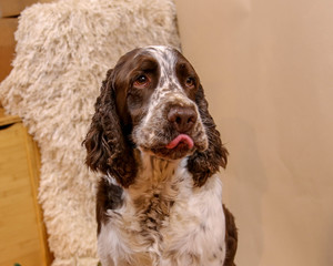springer spaniel sticking his tonque out