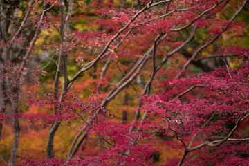 紅葉 Autumn Leaves