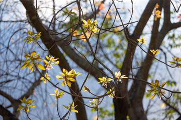 young leaves on the tree with blue sky background